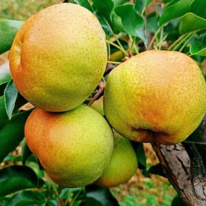 70安达部落牛肉干店淘宝内蒙特产赤峰特产沙果干苹果干草原达尔沁