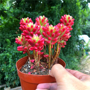 虹之玉锦老桩超大