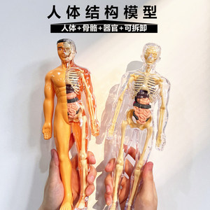 人体模型拼装可拆卸结构骨骼器官3d骨架内脏医学解剖早教儿童玩具