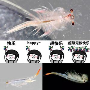 抖音同款小海龙