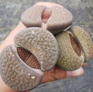 生石花大母本超大开花