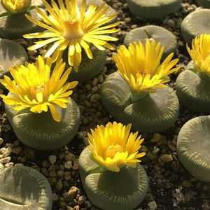 屁股花多肉大颗生石花大母本屁屁花pp巨型开花盆栽好养超大石头花