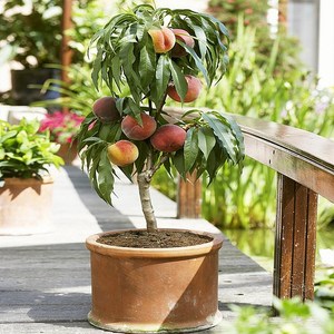 桃树果苗水蜜桃冬桃子嫁接苗特大蟠桃树盆栽四季水果树苗南方种植