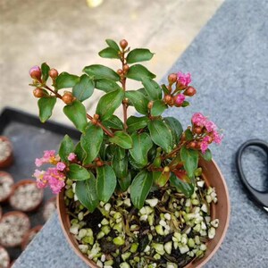 【日本紫微盆景】日本紫微盆景品牌,价格 - 阿里巴巴