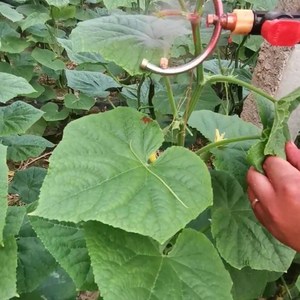花粉授粉器点药器人工授粉樱桃番茄西红柿喷花点花器西瓜点花神器