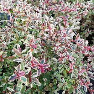 小丑火棘彩叶杞柳盆栽庭院花园灌年生木多耐寒耐热彩色木观叶植物