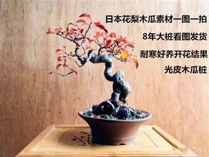 日本花梨木瓜桩光皮木瓜盆景小叶木梨造型多年桩开花结果看图选桩