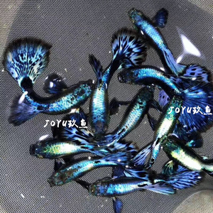 泰国进口蓝龙马赛克孔雀鱼纯种热带凤尾鱼小型淡水鱼活体繁殖