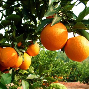 水果苗南方北方廉江红橙甜橙红江橙子苗新奇士手剥橙果树苗嫁接苗