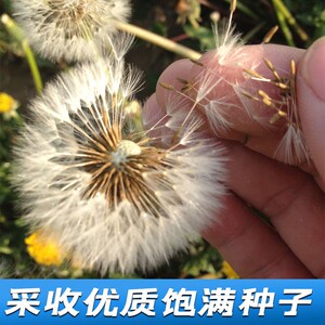四季播种新产蒲公英种子籽野菜婆婆丁食用种植药用种子蔬菜多年生