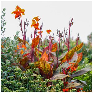 海蒂的花园 火焰美人蕉非洲落日叶片红黄绿交替四季变色焦点植物