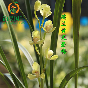 建兰四大天王黄光登梅四季兰梅瓣铭品兰花苗夏带花苞易养盆栽