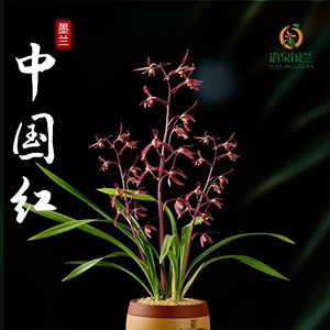 墨兰中国红兰花名贵红花浓香型冬季带花苞绿植盆栽基地直发