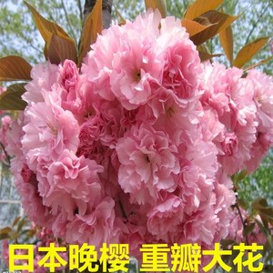 樱花树苗当年开花八重樱树苗盆栽嫁接樱花苗关山樱花盆景绿化