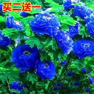 0014.88牡丹苗基地淘宝古泽牌大朵蓝牡丹菏泽牡丹大苗蓝色
