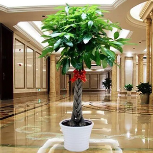 发财树盆栽客厅绿植摇钱树室内五辫发财树大盆幸福树大型绿植客厅