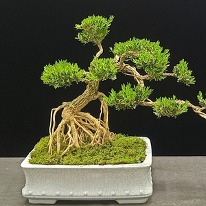 雀舌黄杨树苗小叶名贵皱皮黄杨盆景造型庭院阳台盆栽常青易活植物