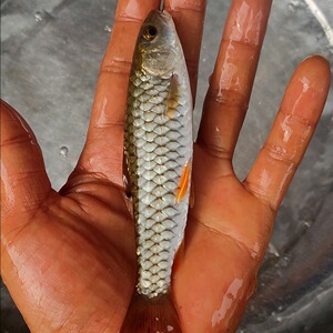 军鱼苗 黄娟鱼青波鱼河坚 青竹鲩鱼苗 光倒刺鲅鱼 淡水鱼苗包邮