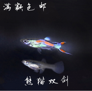 纯种熊猫双剑鱼安格拉斯双剑观赏迷你熊猫孔雀热带鱼淡水小鱼好养
