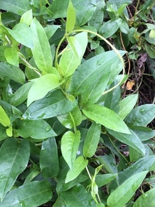鸡屎藤现采2斤皆治藤臭藤根臭狗藤鸡矢藤清风藤斑鸠饭白毛藤广东