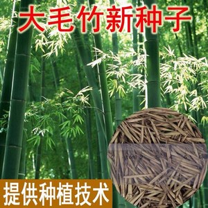 新采摘竹子种子毛竹种子 茅竹种子 大型竹楠竹种子可食用南北播种