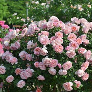 【舍农索城堡的女人们】天狼月季玫瑰盆栽苗 多季浓香大花灌木