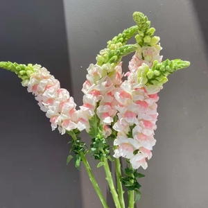 金鱼草|粉白色金鱼嘴可爱花材云南基地草花