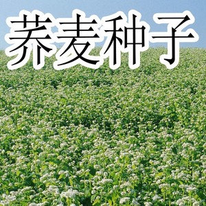 荞麦种子四季易播食用甜苦荞麦三角麦花荞乌麦蜜源植物芽苗菜种籽