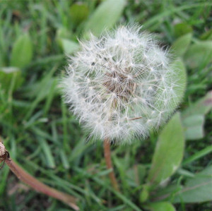 野菜种子蒲公英种子荆芥荠菜板蓝根马齿苋面条野生曲苦麻菜籽包邮