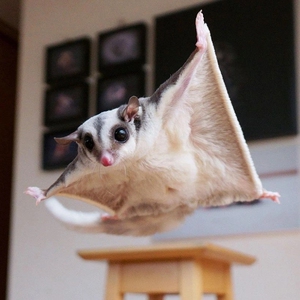 蜜袋鼯幼崽蜜袋鼬飞鼠活物送笼子密袋鼠小飞鼠粘人小宠物口袋定金