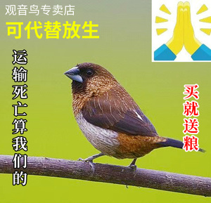 小鸟活鸟放生观音鸟十姐妹鸟活物小型观赏家养鸟一对活体白腰文鸟