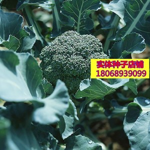 西兰花种子 花菜 菜花 椰菜花子 菜籽 阳台盆栽蔬菜种子 一袋50粒