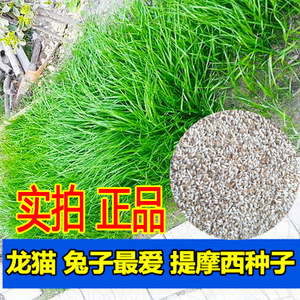 提摩西草籽种子 猫尾草种子兔子豚鼠荷兰猪龙猫爱吃的草籽草种子