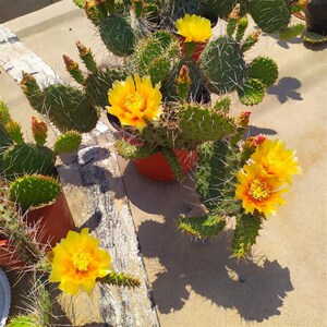 黄花橙花 修罗团扇 老品 抗冻 耐寒 好活易养 墙头仙人掌 耐贫瘠