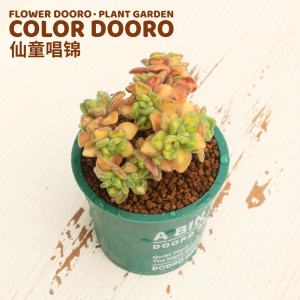 萌芽熊童子多肉植物仙童唱锦果冻色控养阳台桌面小盆栽花卉绿植