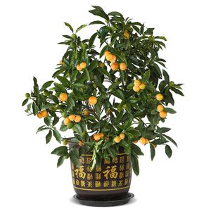 000人付款淘宝狸园婚庆绿植花束仿真树叶子金钱 柠檬树 果树 小桔子