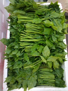 东北特产刺五加野菜新鲜刺果棒刺拐棒蘸酱菜凉拌菜春季野生四份邮