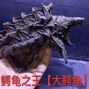 鳄龟真鳄大鳄