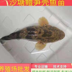 笋壳鱼苗淡水养殖鱼苗呆子鱼苗云斑尖塘鳢鱼苗沙塘鳢鱼苗虎头鱼苗