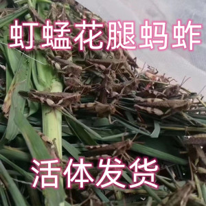 花腿虰蜢活体可食用野生草蜢蚂蚱画眉鸟提性壮膘增强体质活虫虰蜢