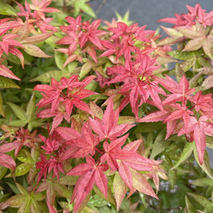 日本红枫 小叶矮性品种  乙叶  盆栽花园地栽