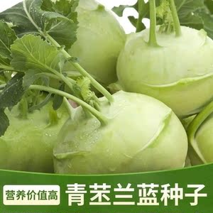 【春秋丕兰种子】四季播青苤蓝丕蓝阳台盆栽农家菜园易种蔬菜种子