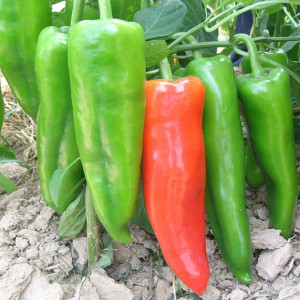 牛角椒辣椒种子薄皮大果抗病高产羊角特大种籽孑大棚镇研苏椒958