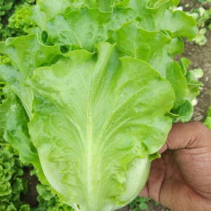 生菜种子半结球耐抽苔意大利生菜种籽蔬菜沙拉四季青盆栽耐热种孑