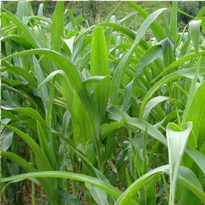 坟头草响铃草 墓地草坪种子耐旱耐贫瘠 四季青草籽 长镰草种子