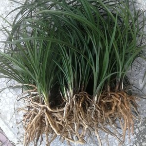 兰花苗兰草春兰蕙兰带花苞 九头兰 九节兰浓香花卉绿植盆栽按斤卖