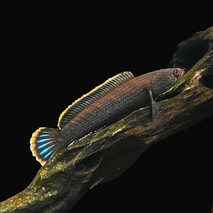 韩国凶猛肉食性彩虹雷龙鱼雷龙鱼南鳢七彩淡水鱼观赏冷水鱼热带鱼