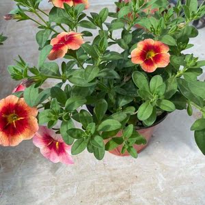 【大盆带花】百万小玲舞春花苗盆栽阳台多年生垂吊花卉矮牵牛花苞