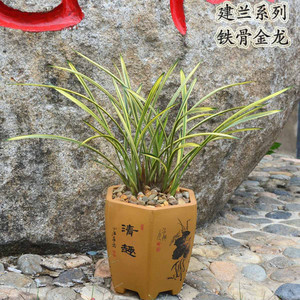 兰花苗建兰名贵兰花铁骨金龙 细叶中透金边叶艺室内盆栽花卉包邮