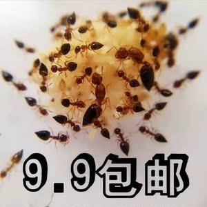 游举腹蚁蚁后蚂蚁宠物昆虫活物活体蚂蚁新手好养家养产卵可繁殖